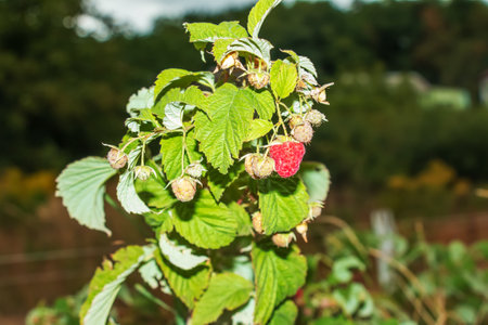 Red raspberry bush RUBUS IDAEUS L with fruits and flowers in a wild garden. Young green shoots with...
