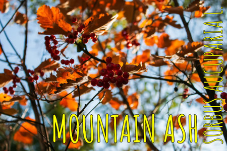 Rowan berries SORBUS AUCUPARIA L growing on a tree branches with yellow leaves. Autumn nature,...