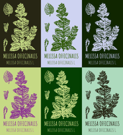 Set of vector drawings of Melissa officinalis in different colors. hand drawn illustration. Latin name MELISSA OFFICINALIS L.のイラスト素材