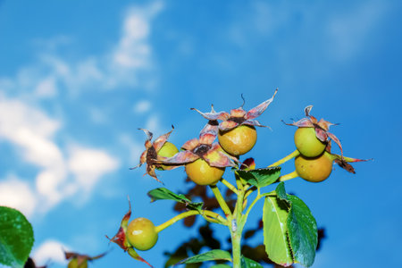 Unripe rose hips on a green bush.の写真素材