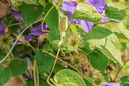 Beautiful purple clematis in the Botanical Garden of Nitra in Slovakia. Latin name Clematis Dill.の写真素材