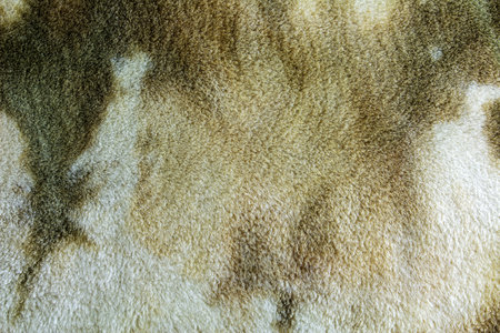 Background picture of a soft fur beige carpet. Wool sheep fleece texture background. top view.