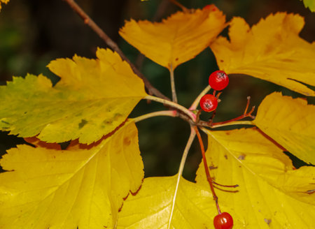 Autumn hawthorn branch with red berries and yellow green leaves on a blury background. Autumn leaf color background.の写真素材