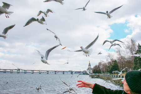 A woman feeds hungry seagulls on the embankment with pieces of bread.の写真素材