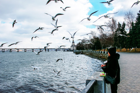 A woman feeds hungry seagulls on the embankment with pieces of bread.の写真素材