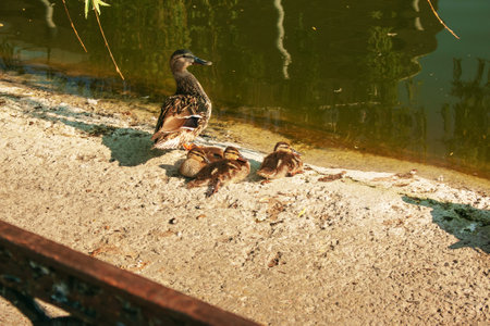 Family of wild ducks resting on the shore on a sunny day. Duck mallard female and little baby ducklings near a lake, pond or river.の写真素材