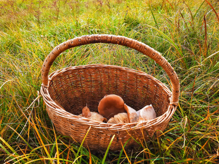 Mushroom harvest in a basket in the forest, Edible mushrooms in late summer and autumn. healthy food conceptの写真素材
