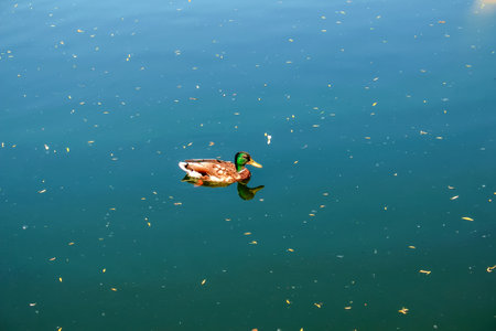 A lone duck floats on the water.の写真素材