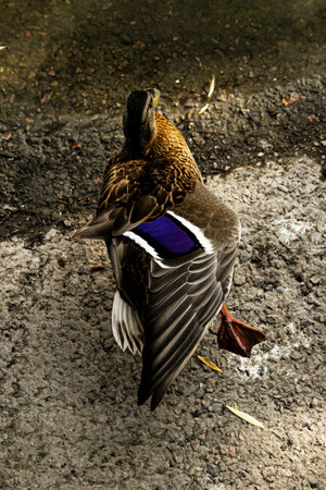 Lonely wild duck on the shore of a pond in the park.の写真素材