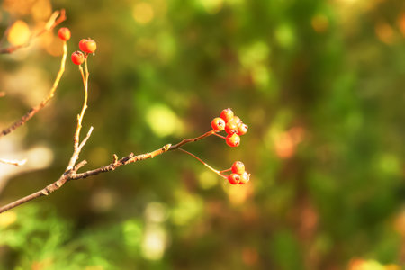 Autumn hawthorn branch with red berries and yellow green leaves on a blury background. Autumn leaf...
