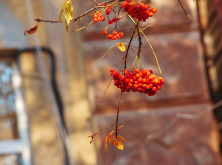 Red rowan berries on an autumn tree. Rowan branches with red leaves and berries. Rowan harvest in autumnの写真素材