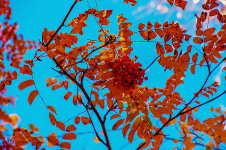 Red rowan berries on an autumn tree. Rowan branches with red leaves and berries. Rowan harvest in autumnの写真素材