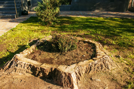 An ornamental flower bush grows in a flower pot made from an old tree stump.の写真素材