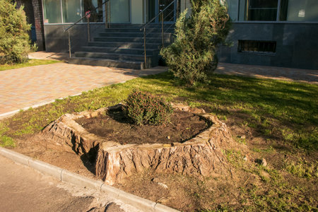 An ornamental flower bush grows in a flower pot made from an old tree stump.の写真素材