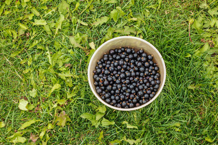 Fresh harvest of berries on a background of green grass. Freshly picked black currants in a container on the grass.の写真素材