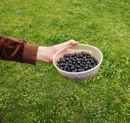 A hand holds fresh black currant berries in a container. Fresh harvest of berries on a background of green grass.の写真素材