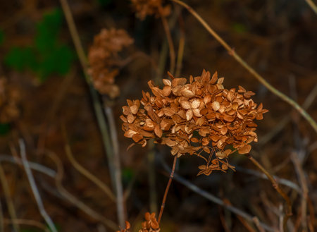 Faded flowers of Hydrangea arborescens in the autumn garden.の写真素材