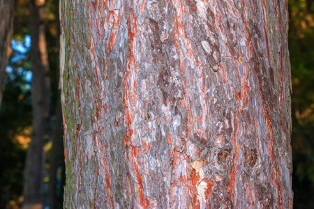 Black pine bark close-up. The texture of the trunk of Pinus nigra. Background from living wood. forest nature skin.の写真素材