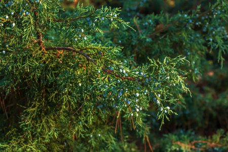 Yew tree with red fruits. Taxus baccata. Branch with mature berries. Red berries growing on...