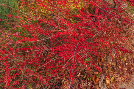 Many red fruits on the branches of a cotoneaster horizontalis bush in the garden in autumn. natural background.の写真素材