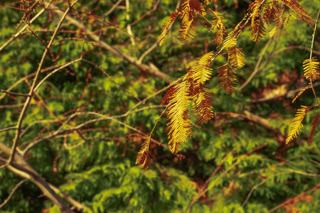 Dawn redwood Metasequoia glyptostroboides autumn leaves. Cupressaceae deciduous tree. Thought to be...
