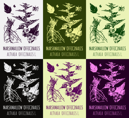 Set of vector drawings of Althea in different colors. hand drawn illustration. Latin name Althaea officinalis L.のイラスト素材
