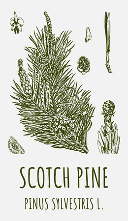 Vector drawings of pine. hand drawn illustration. Latin name Pinus sylvestris L.のイラスト素材