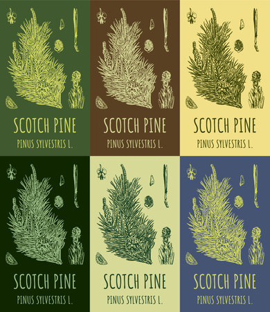 Set of vector drawings of pine in different colors. hand drawn illustration. The Latin name is Pinus sylvestris L.のイラスト素材