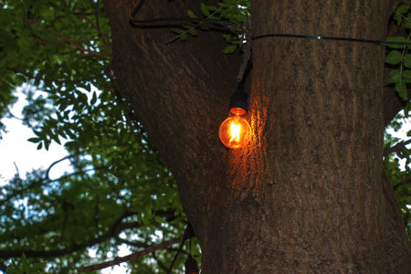 A burning light bulb hangs on a tree in the garden. Festive garden decoration.の写真素材