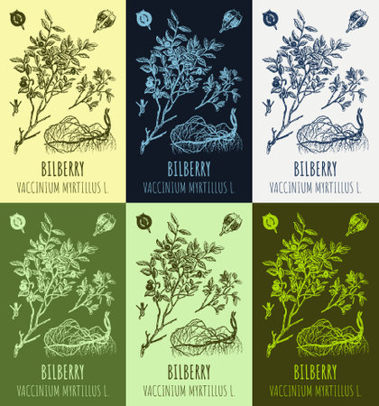 Set of vector drawings of blueberries in different colors. hand drawn illustration. Latin name Vaccinium myrtillus L.のイラスト素材