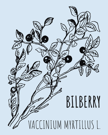 Vector drawings of blueberries. hand drawn illustration. Latin name Vaccinium myrtillus L.のイラスト素材