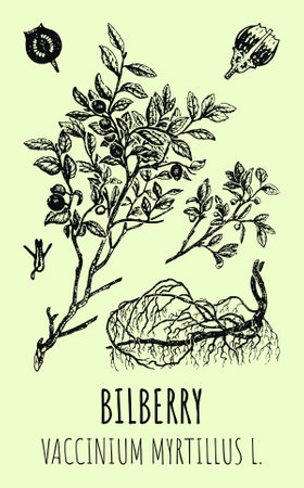 Vector drawings of blueberries. hand drawn illustration. Latin name Vaccinium myrtillus L.のイラスト素材