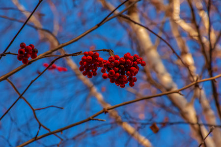 Red clusters of mountain ash on a branch in late autumn. Red rowan berries against a blue sky. Latin name Sorbus aucuparia L.の写真素材