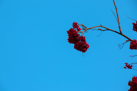 Red clusters of mountain ash on a branch in late autumn. Red rowan berries against a blue sky. Latin name Sorbus aucuparia L.の写真素材