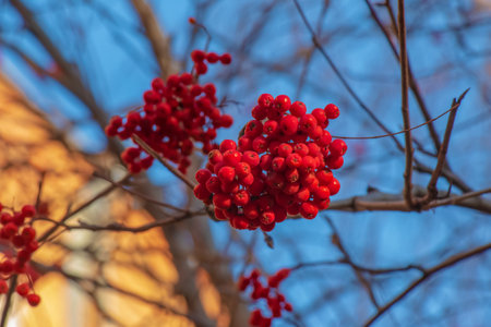 Red clusters of mountain ash on a branch in late autumn. Red rowan berries against a blue sky. Latin name Sorbus aucuparia L.の写真素材
