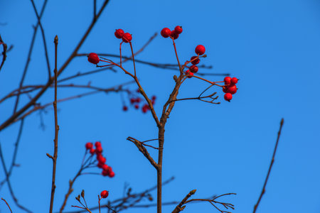 Bright red hawthorn berries in sunlight against a clear blue sky in late autumn. Latin name Crataegus.の写真素材