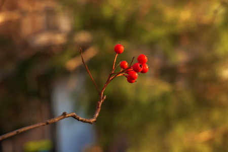 Bright red hawthorn berries in sunlight on a blurred background in late autumn. Latin name Crataegus.の写真素材