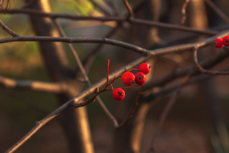 Bright red hawthorn berries in sunlight on a blurred background in late autumn. Latin name Crataegus.の写真素材