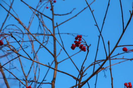Bright red hawthorn berries in sunlight against a clear blue sky in late autumn. Latin name Crataegus.の写真素材