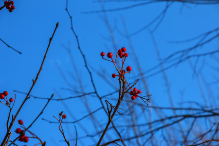 Bright red hawthorn berries in sunlight against a clear blue sky in late autumn. Latin name Crataegus.の写真素材