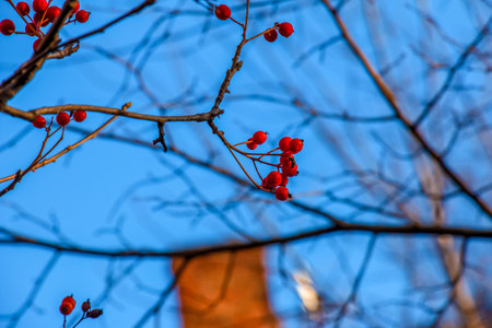 Bright red hawthorn berries in sunlight against a clear blue sky in late autumn. Latin name Crataegus.の写真素材
