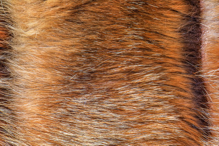 Fox fur close up. Redhead animal fur background, fur pile texture.
