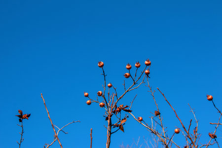 A lot of ripe medlar fruits on tree branches against the blue sky on sunny day. Common Medlar or Mespilus germanica, Dutch medlar. nature background.の写真素材