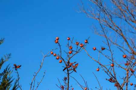 A lot of ripe medlar fruits on tree branches against the blue sky on sunny day. Common Medlar or Mespilus germanica, Dutch medlar. nature background.の写真素材