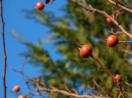 A lot of ripe medlar fruits on tree branches against the blue sky on sunny day. Common Medlar or Mespilus germanica, Dutch medlar. nature background.の写真素材