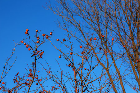 A lot of ripe medlar fruits on tree branches against the blue sky on sunny day. Common Medlar or Mespilus germanica, Dutch medlar. nature background.の写真素材