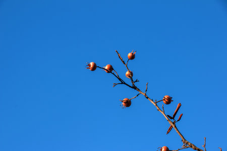 A lot of ripe medlar fruits on tree branches against the blue sky on sunny day. Common Medlar or Mespilus germanica, Dutch medlar. nature background.の写真素材