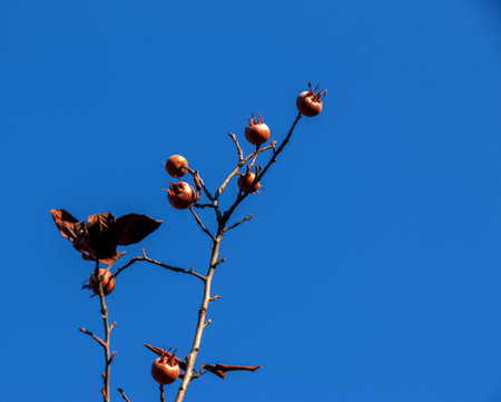 A lot of ripe medlar fruits on tree branches against the blue sky on sunny day. Common Medlar or Mespilus germanica, Dutch medlar. nature background.の写真素材