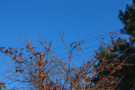 A lot of ripe medlar fruits on tree branches against the blue sky on sunny day. Common Medlar or Mespilus germanica, Dutch medlar. nature background.の写真素材