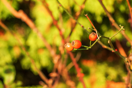 Rose hips in autumn. Rosehip is widely used in medical practice. Latin name Rosa L. The fruits are dark red and ripe.の写真素材